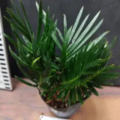 2026年最新】ソテツ 斑入りの人気アイテム - メルカリ