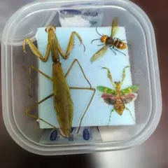 2026年最新】カマキリ標本の人気アイテム - メルカリ