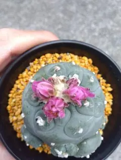 ロフォフォラ 翠冠玉（スイカンギョク）群生株 鉢ごと発送 - メルカリ