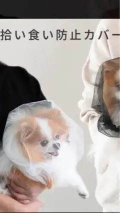 Item thumbnail for item c899f103-a5c4-4b56-b804-70ec9e77dfce