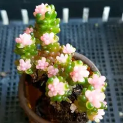 ★レッドベリー錦２苗⑤★抜き苗★セダム★多肉★多肉植物★寄せ植え★