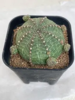 2026年最新】ユーフォルビア シンメトリカの人気アイテム - メルカリ