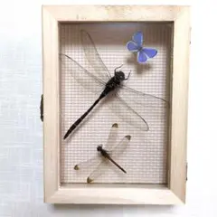 2026年最新】標本 オニヤンマの人気アイテム - メルカリ