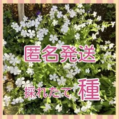 リッピア✴ヒメイワダレソウ 苗 メルカリ便発送‼️ - メルカリ