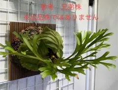 江戸主水様 リクエスト 2点 まとめ商品