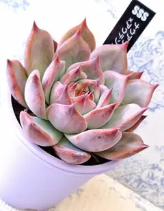 SSSさん苗宮田コロラータ×アウテンティカ札付きポットごとメルカリ便 2025年最新】#SSSさん苗の人気アイテム - メルカリ