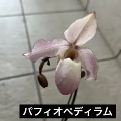 2025年最新】洋蘭 パフィオの人気アイテム - メルカリ