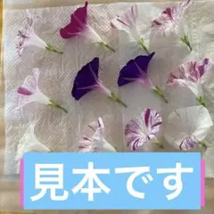９月11日限定発送❣️❣️押し花 朝顔 12個セット