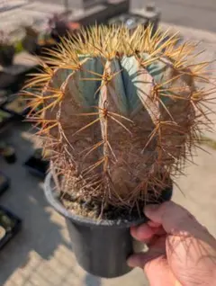 2025年最新】フェロカクタスの人気アイテム - メルカリ