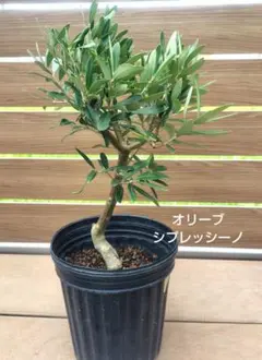 オリーブの木　シプレシーノ　NO.1118　7号　約115cm　人気　現品掲載 オリーブの木 シプレシーノ NO.1118 7号 約115cm 人気 現品掲載 - メルカリ