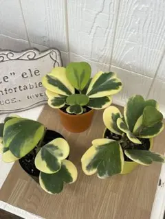 ホヤカーリー　ハートホヤ　斑入り 多肉植物　１ポット 抜き苗発送 インテリアのサムネイル