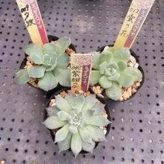 おらいさん苗3点セット　札付きポットごとメルカリ便　バラ売り不可 おらいさん苗他3点セット札付きポットごとメルカリ便バラ売り不可