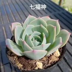No.10 七福神 抜き苗 多肉植物 - メルカリ