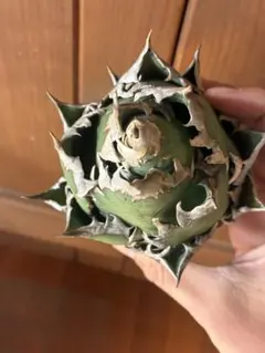 2025年最新】レッドキャットウィーズルの人気アイテム - メルカリ