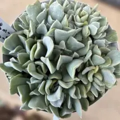 多肉植物 トップシーダビー抜き苗 - メルカリ