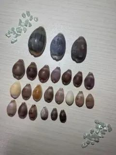 2026年最新】タカラガイの人気アイテム - メルカリ