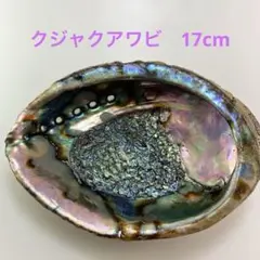 NO.58-31 クジャクアワビ(貝殻) 約17cm 美品