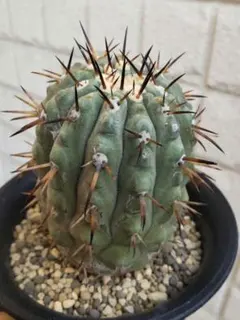 2026年最新】コピアポア 黒王丸の人気アイテム - メルカリ