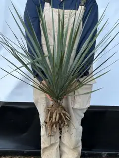 2025年最新】Yuccaの人気アイテム - メルカリ