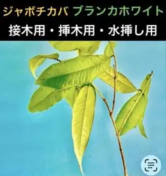 2026年最新】ジャボチカバ 苗木の人気アイテム - メルカリ