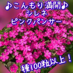 Cochi様 リクエスト 2点 まとめ商品