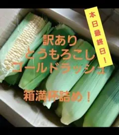 7/26本日収穫分！訳ありとうもろこしゴールドラッシュ18本〜箱満杯詰め！のサムネイル