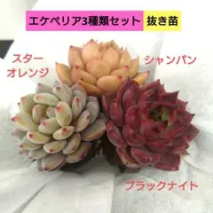 ロッツォ様 リクエスト 2点 まとめ商品