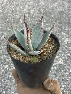 2025年最新】アガベ・パルメリーの人気アイテム - メルカリ