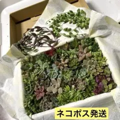 多肉植物カット苗 28種 寄せ植えに☆ネコポス☆