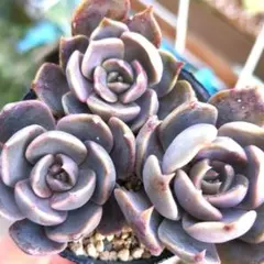 2026年最新】多肉植物カット苗の人気アイテム - メルカリ