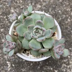 2025年最新】ブルーベリームーン 多肉の人気アイテム - メルカリ