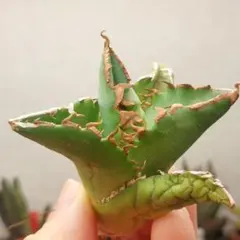 2026年最新】ホワイトファイヤー アガベの人気アイテム - メルカリ