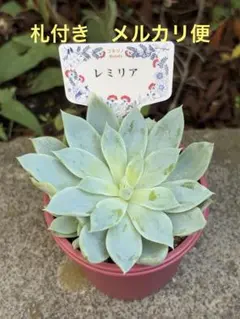レミリア　札付き　コキリノ苗 コキリノさん苗 レミリア 札付き 抜き苗 コキリノRoots ミドリ〜ズ