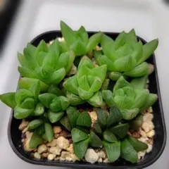 多肉植物　ハオルチア　シルバーフォックスと寿　抜き苗のサムネイル
