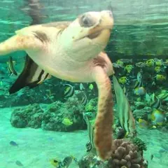 かなやんさま専用ページ