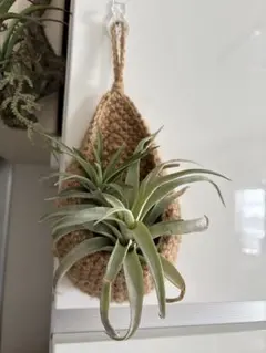 Item thumbnail for item ff1f5127-ccfa-42fe-9220-ee7eda5eb0a0