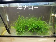 Peonさま専用　特大本ナロー流木活着　ランジャウエンティマウ流木2点セット 2026年最新】ランジャウエンティマウの人気アイテム - メルカリ
