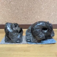 アンモナイト化石左右螺旋希少品 - メルカリ