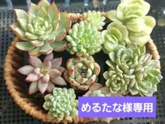 めるたな様 リクエスト 2点 まとめ商品