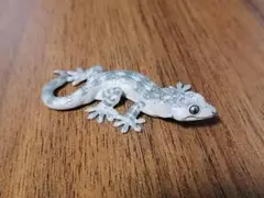 マグネット カプセルトイ