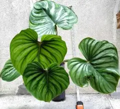 専用happymaechanさん フィロデンドロンプロウマニーブラックフェイス M】フィロデンドロン プロウマニーブラックフェイス