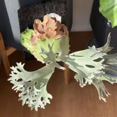 2026年最新】ginka ビカクシダの人気アイテム - メルカリ