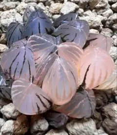 ま*ら様 多肉植物　ハオルチア　霓虹燈オブツーサ錦　極上斑　鮮明錦