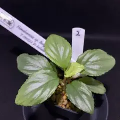 ホマロメナ/Homalomena sp.Bengkulu Sumatera ②のサムネイル