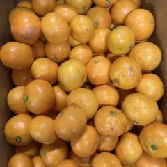 ぴっぴら様専用