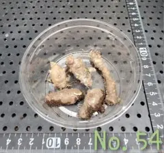☆２点でお得　おかわかめ　(No.54)　栽培用 むかご・苗
