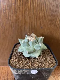 【小疣美形株】アロンソイ ツルビニカルプス 昇雲竜 天平丸 太平丸 菊水 帝冠 ツルビニカルプス アロンソイ 実生 寄せ植え Turbinicarpus