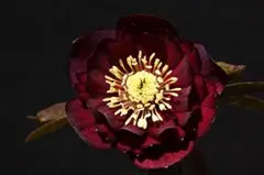 2026年最新】キラメキ クリスマスローズの人気アイテム - メルカリ