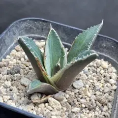 2026年最新】アガベ sad 錦の人気アイテム - メルカリ