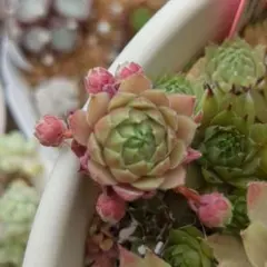 Petpuska ランナー５つ付いてる　カット　センペルビウム　多肉植物のサムネイル